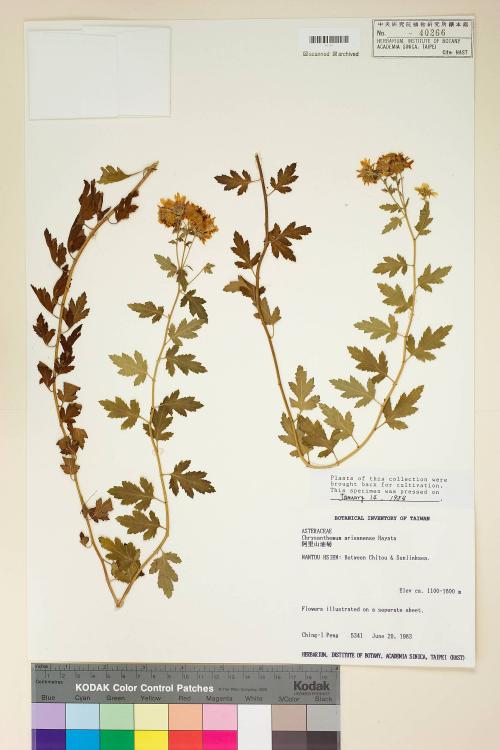 Chrysanthemum arisanense Hayata_標本_BRCM 6388