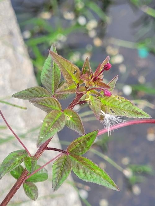 皺子白花菜