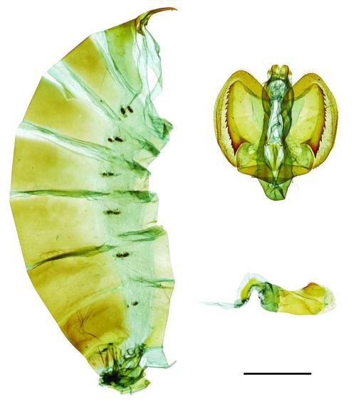 Byasa impediens febanus (Fruhstorfer, 1908) 長尾麝鳳蝶