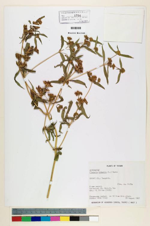 Flaveria bidentis (L.) Kuntze_標本_BRCM 5373