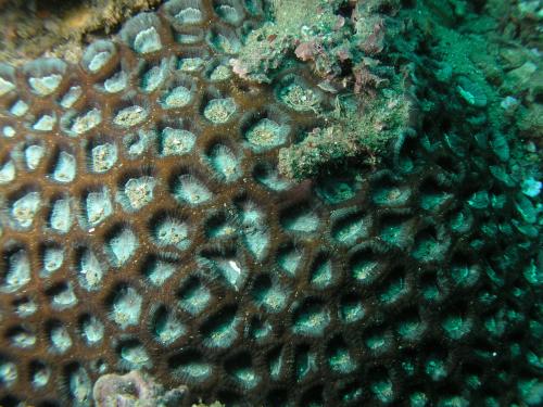 柔角菊珊瑚
