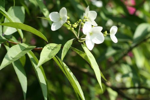 華八仙(華南分布)