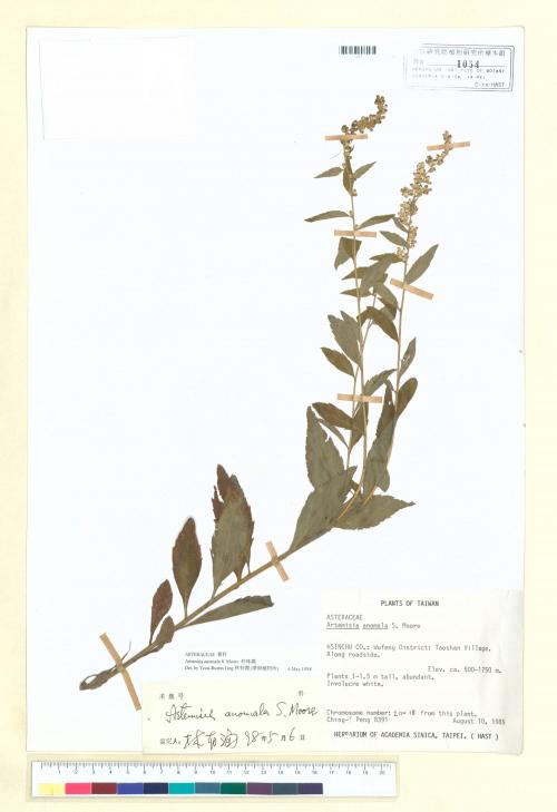 Artemisia anomala S. Moore_標本_BRCM 6719