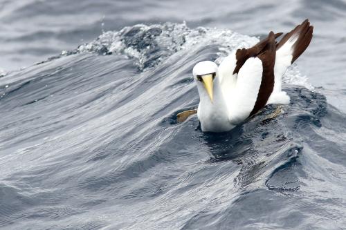 Pacific Masked Booby