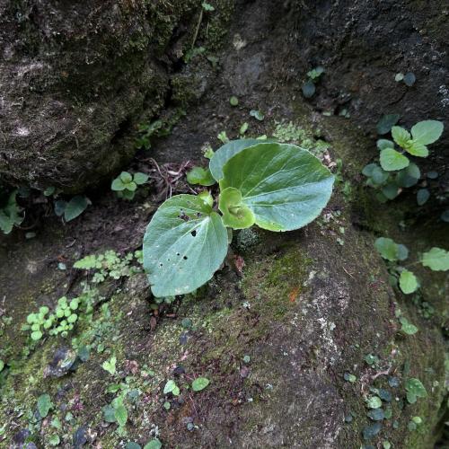 蜆肉海棠 (四季秋海棠)