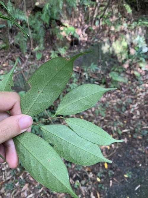 墨點櫻桃