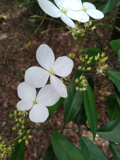 華八仙(華南分布)