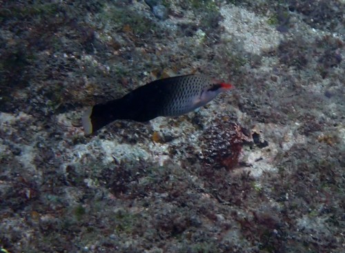 雜色尖嘴魚