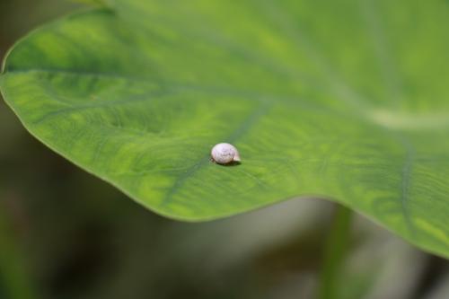 台灣䗉蝸牛