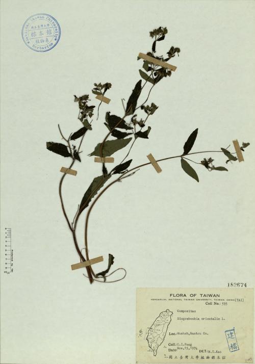 Siegesbeckia orientalis L._標本_BRCM 4523