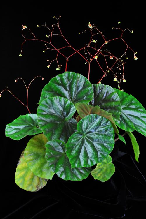 近革葉秋海棠 (Begonia subcoriacea C.I Peng, Yan Liu & S.M.Ku)