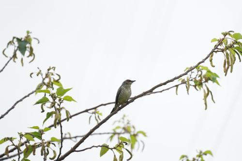 亞洲輝椋鳥