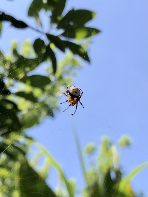 Bijoaraneus komachi