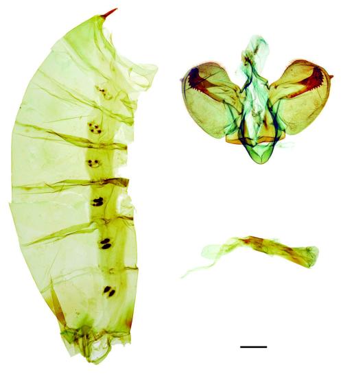 Troides aeacus kaguya Nakahara & Esaki, 1930 黃裳鳳蝶