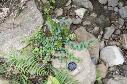 布烈氏黃芩