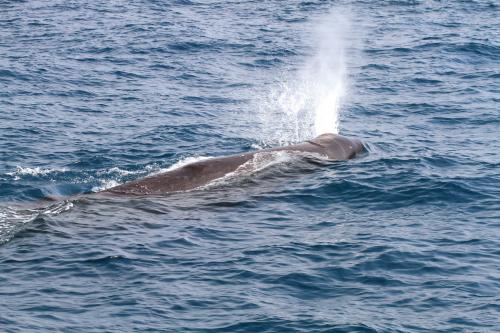 方正的頭型與在左側的噴氣孔也是抹香鯨的主要特色