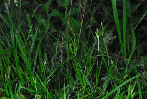 Carex-taiwanensis_1