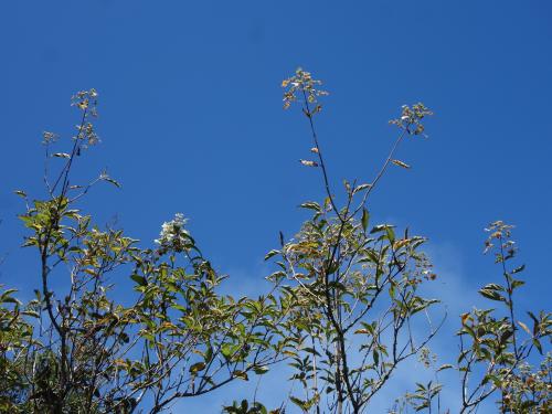 華八仙(華南分布)