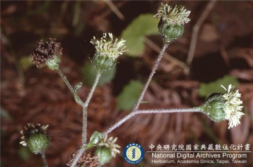 Adenostemma lavenia (L.) Kuntze_BRCM 6180