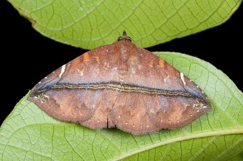 100823 宜蘭 福山植物園 202 Condate purpurea (Hampson, 1902)_800ori