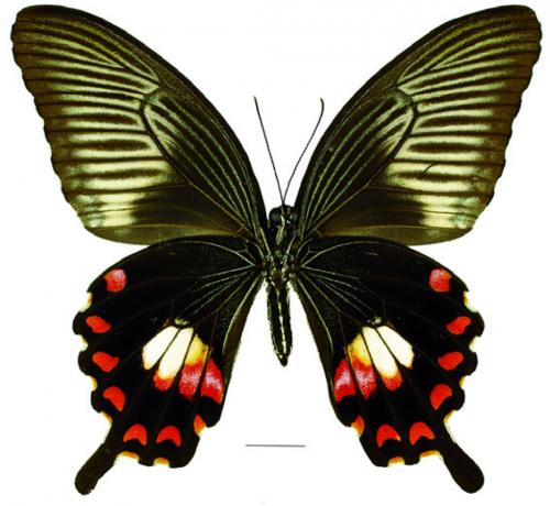 Papilio polytes ledebouria Eschscholtz, 1821 玉帶鳳蝶菲律賓亞種