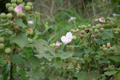 山芙蓉