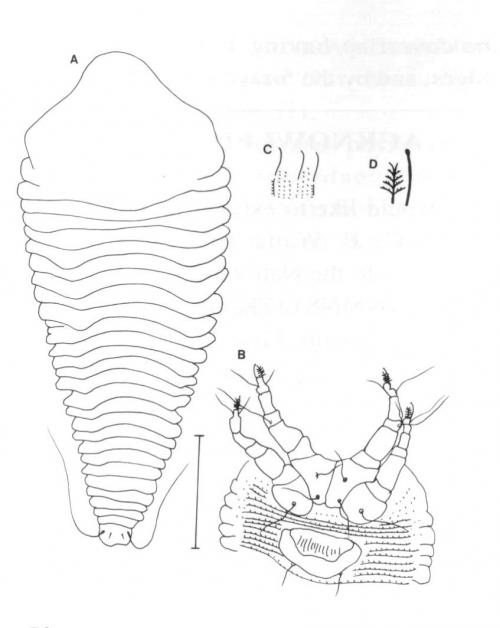 Asetacus oldhamus Huang, 2001