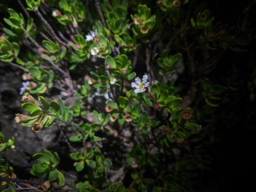 水芫花