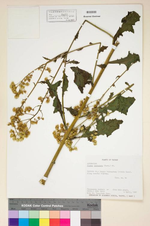 Blumea laciniata (Roxb.) DC._標本_BRCM 4862