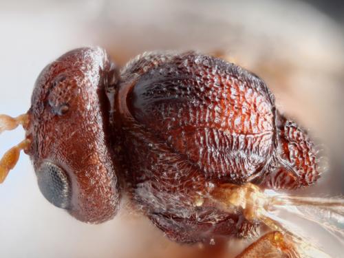鈍角癭蜂屬