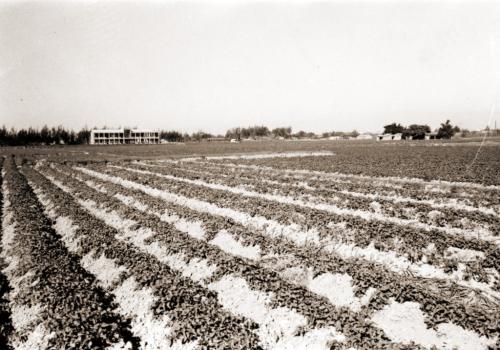 劉斌雄田野普查1957~1962