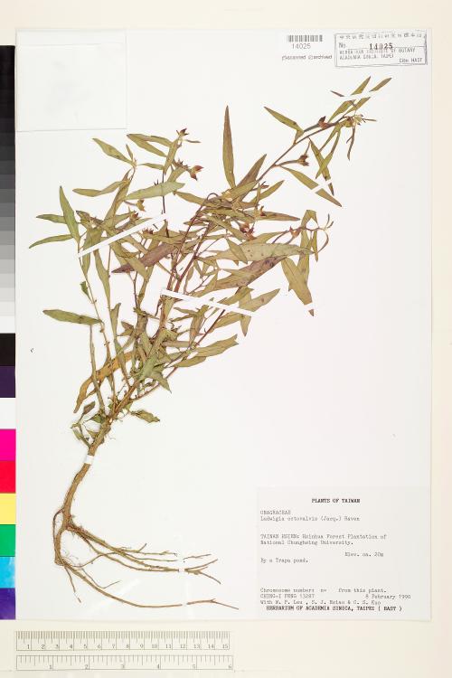 Ludwigia octovalvis (Jacq.) Raven_標本_BRCM 3636