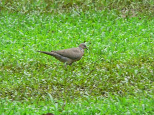 珠頸斑鳩