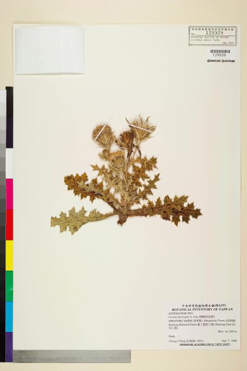 Cirsium brevicaule A. Gray_標本_BRCM 5902