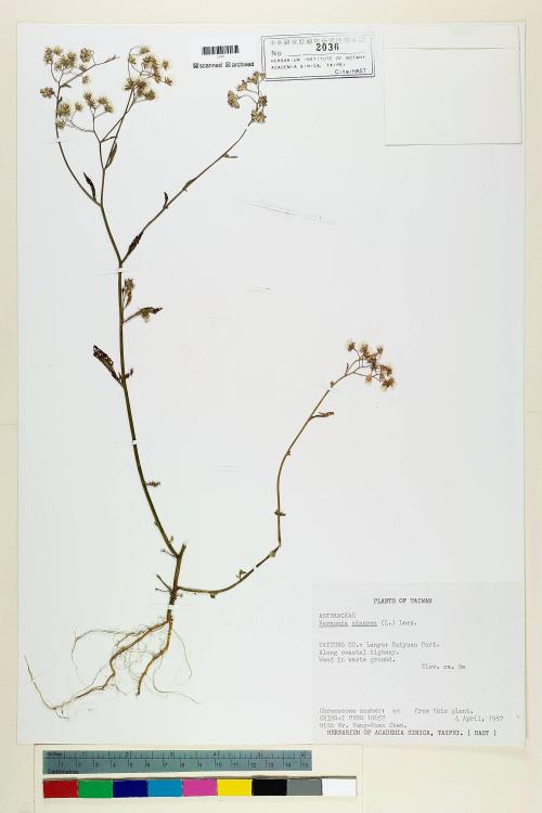Vernonia cinerea (L.) Less._標本_BRCM 5122