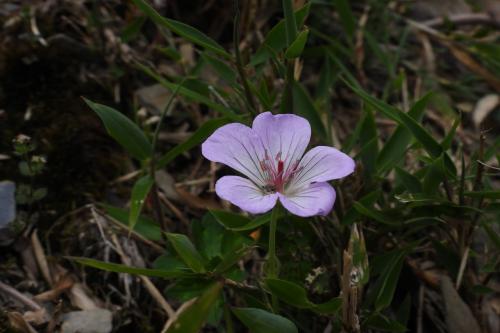 單花牻牛兒苗