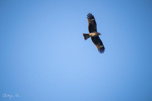 黑鳶