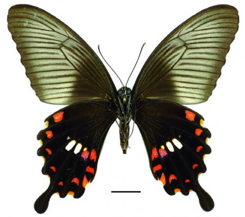 Papilio polytes polytes Linnaeus, 1758 (f. polytes) 玉帶鳳蝶(紅斑型)