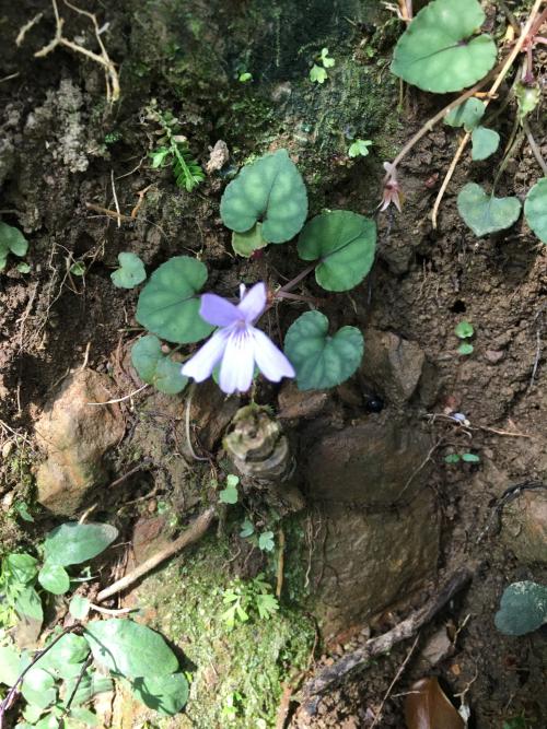 台灣菫菜