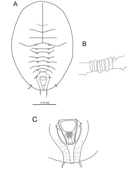 Neopealius rubi  (Takahashi, 1954)  懸鉤子新皮粉蝨