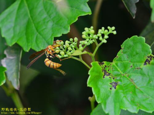 日本馬蜂