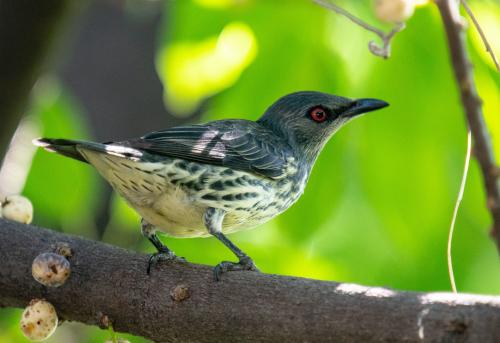 亞洲輝椋鳥