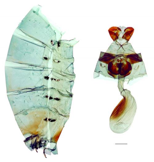 Troides aeacus kaguya Nakahara & Esaki, 1930 黃裳鳳蝶