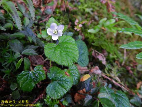 刺萼寒莓