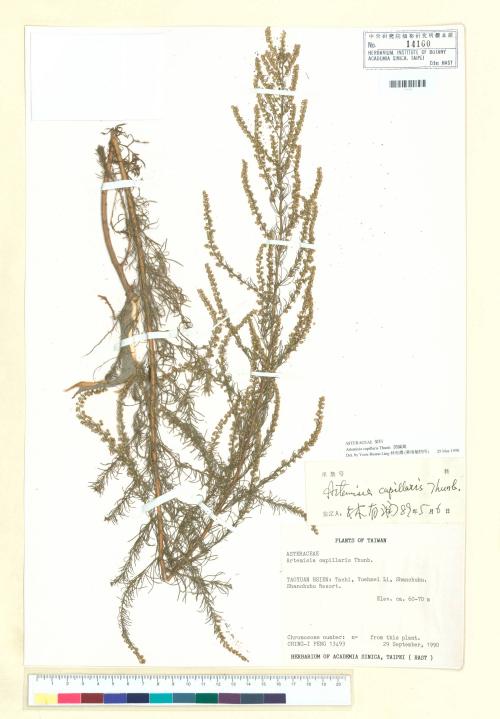 Artemisia capillaris Thunb._標本_BRCM 7321
