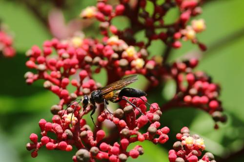 黃毛泥蜂 (金毛穴蜂)