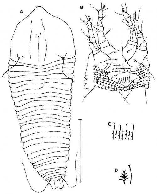 Tetra similisforca Huang, 2001