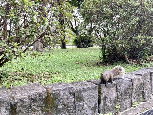 赤腹松鼠臺灣亞種