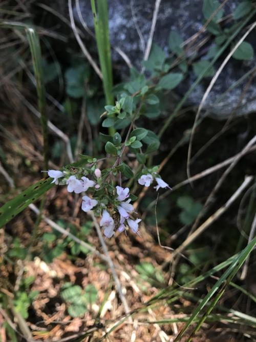 野薄荷