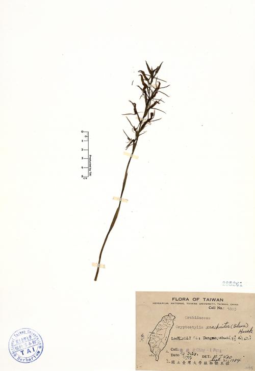 Cryptostylis arachnites (Bl.) Hassk._標本_BRCM 4751